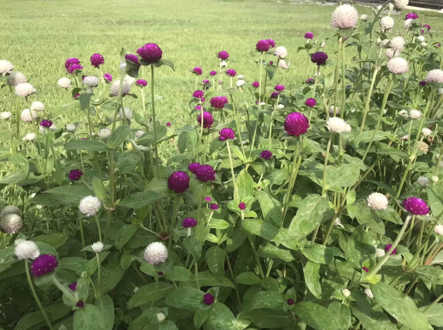 Benevolence Farm photo 3