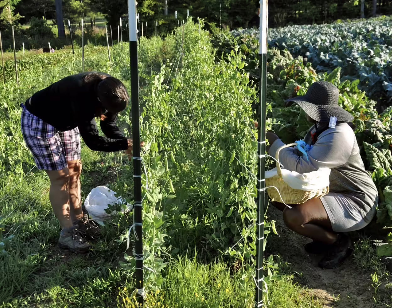 Benevolence Farm